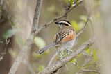 Image. Black-crowned Tchagra