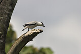 Image. Black-crowned Tityra
