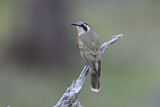 Image. Black-eared Cuckoo
