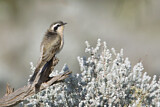 Image. Black-eared Cuckoo