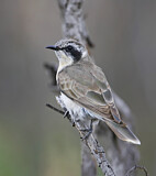 Image. Black-eared Cuckoo