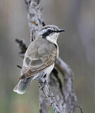 Image. Black-eared Cuckoo