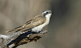 Image. Black-eared Cuckoo