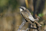 Image. Black-eared Cuckoo