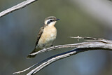 Image. Black-eared Cuckoo