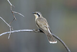Image. Black-eared Cuckoo