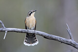 Image. Black-eared Cuckoo