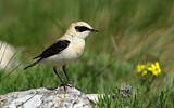 Image. Black-eared Wheatear