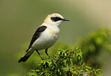 Image. Black-eared Wheatear