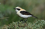 Image. Black-eared Wheatear