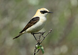 Image. Black-eared Wheatear