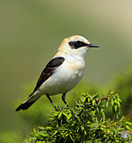 Image. Black-eared Wheatear