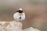 Image. Black-eared Wheatear