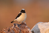 Image. Black-eared Wheatear