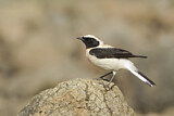 Image. Black-eared Wheatear