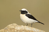 Image. Black-eared Wheatear