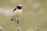 Image. Black-eared Wheatear