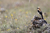 Image. Black-eared Wheatear