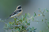 Image. Black-eared Wheatear