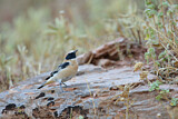 Image. Black-eared Wheatear