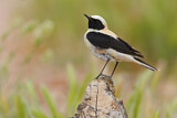Image. Black-eared Wheatear