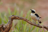 Image. Black-eared Wheatear