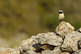 Image. Black-eared Wheatear