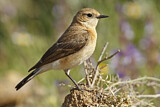 Image. Black-eared Wheatear