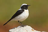 Image. Black-eared Wheatear