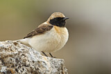 Image. Black-eared Wheatear