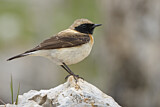 Image. Black-eared Wheatear