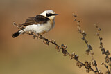 Image. Black-eared Wheatear