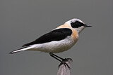 Image. Black-eared Wheatear