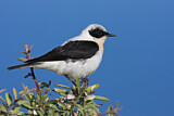 Image. Black-eared Wheatear