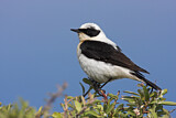Image. Black-eared Wheatear