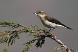 Image. Black-eared Wheatear