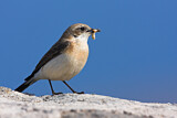 Image. Black-eared Wheatear