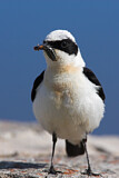 Image. Black-eared Wheatear