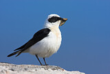 Image. Black-eared Wheatear