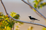 Image. Black-eared Wheatear