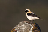 Image. Black-eared Wheatear