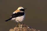 Image. Black-eared Wheatear