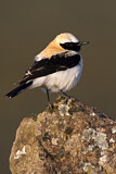 Image. Black-eared Wheatear