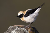 Image. Black-eared Wheatear