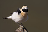 Image. Black-eared Wheatear