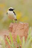 Image. Black-eared Wheatear