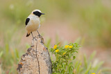 Image. Black-eared Wheatear