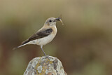 Image. Black-eared Wheatear