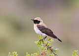 Image. Black-eared Wheatear