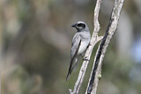 Image. Black-faced Cuckooshrike